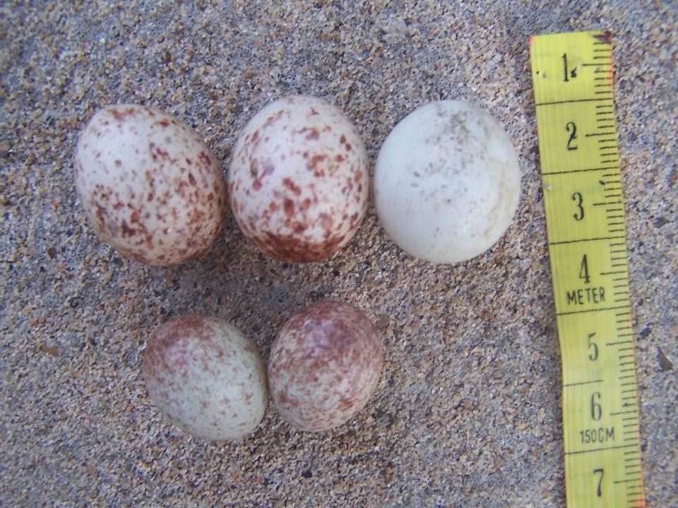 FIGURE 14 FIGURE 14